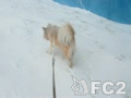 動画:りんちゃん、雪道散歩 20140208朝